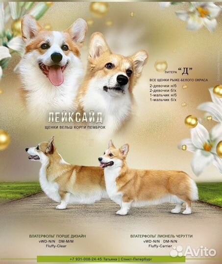 Продаются щенки Корги - Питомник Лейксайд