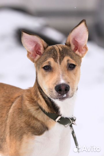 Щенок ищет дом мальчик 4,5 мес