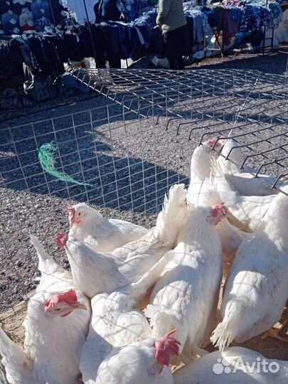 Куры молодки