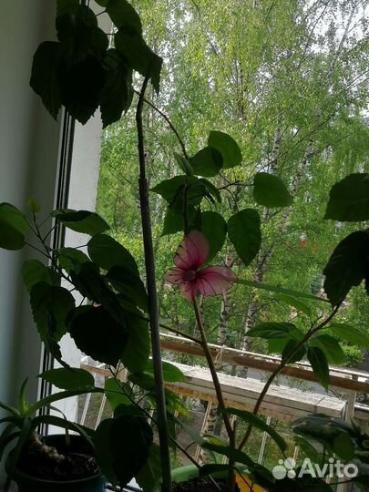 Цветок Розан