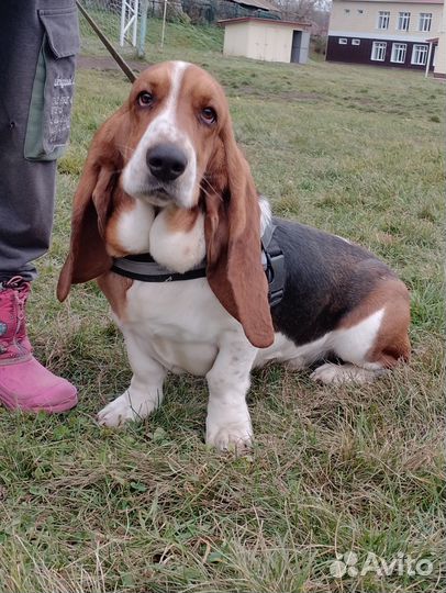 Бассет хаунд