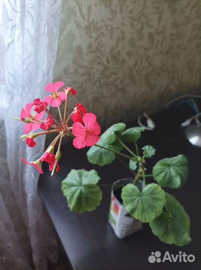 Пеларгония обычная и розебудная махровая