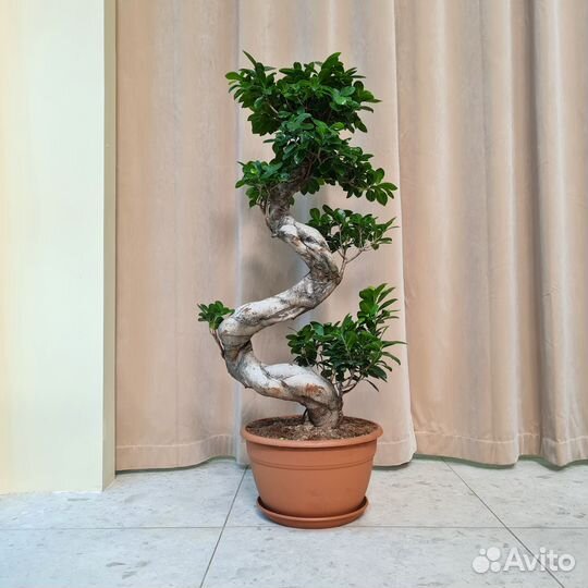 Фикус бонсай Гинсенг