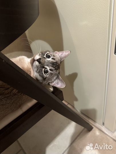 Продам кота