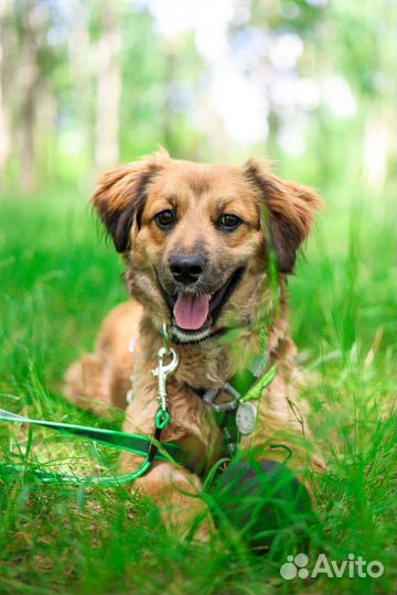 Малышка Адель ищет семью