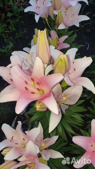 Лилии луковицы