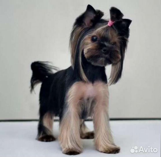 Стрижка собак и кошек груминг