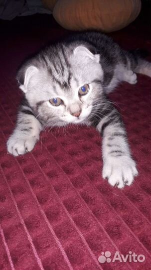 Шотландский вислоухий