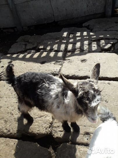 Продаются козлята