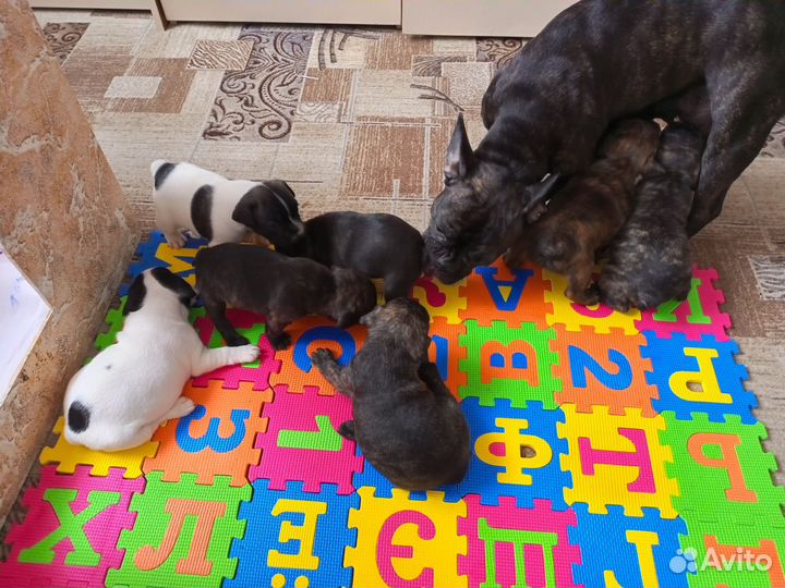 Французкий бульдог щенки