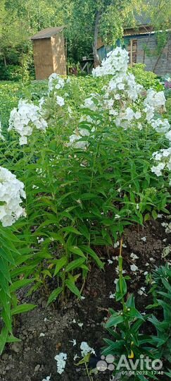 Флокс метельчатый