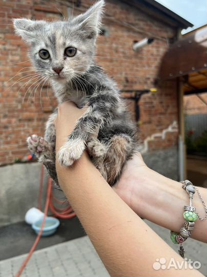 Котенок девочка