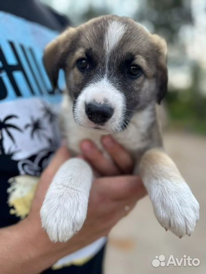 Щенки в добрые руки даром