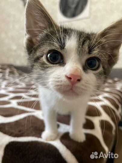 Котята бесплатно