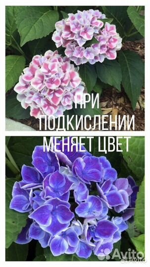 Гортензия 36 сортов