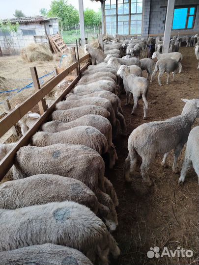 Овцы бараны