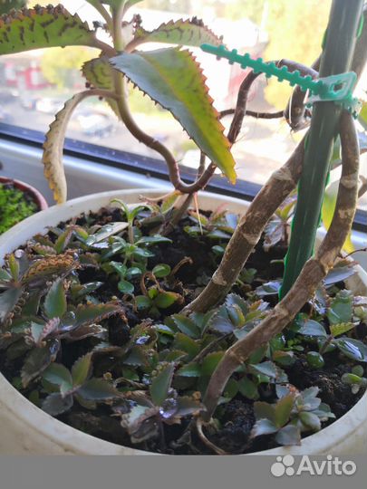 Ростки каланхоэ лечебного