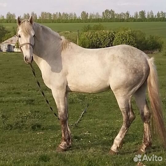 Орловский рысак