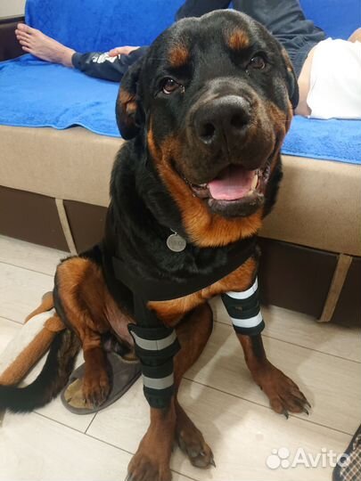 Бандаж на передние лапы для собак