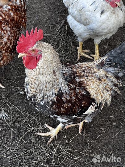 Куры петухи
