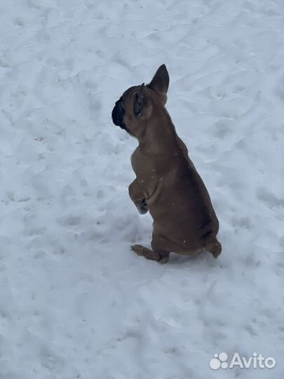 Французский бульдог щенки