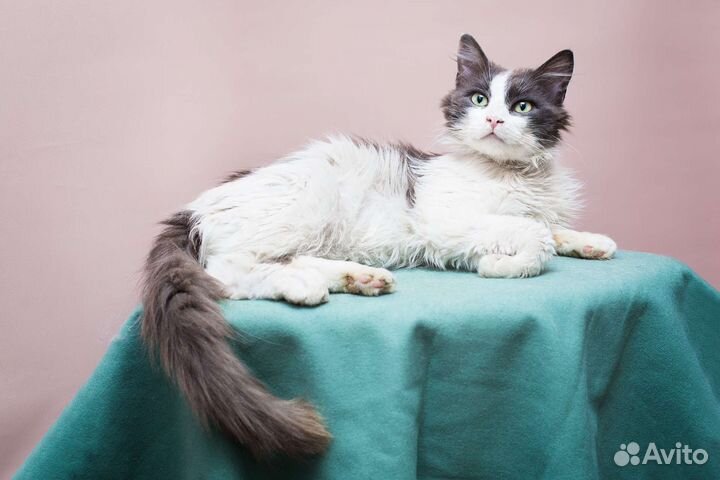 Выброшенный Фантик