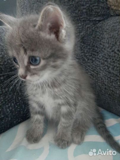 Кошка в дар