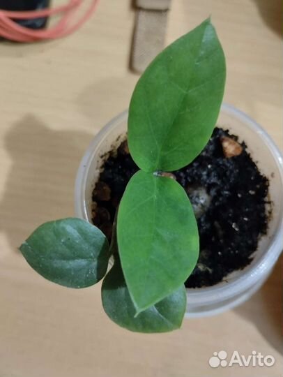 Замиокулькас