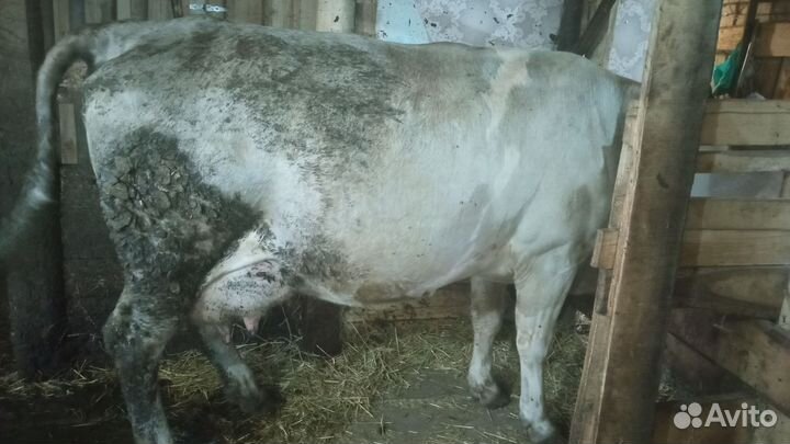 Коровы дойные