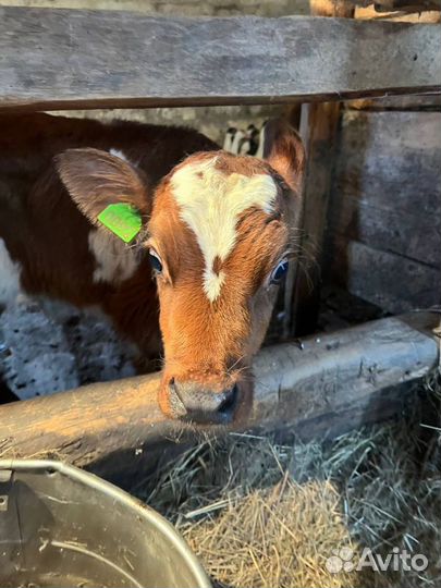 Телята бычки племенные с доставкой