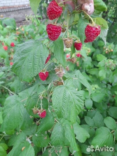 Саженцы малины