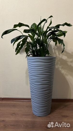 Комнатные растения большие