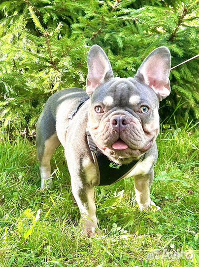 Вязка или Продажа