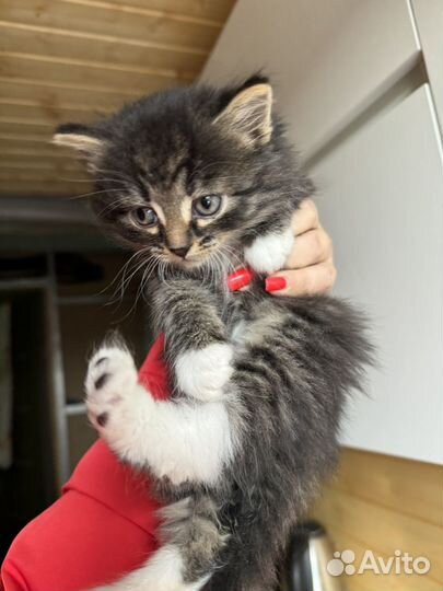 Котенок