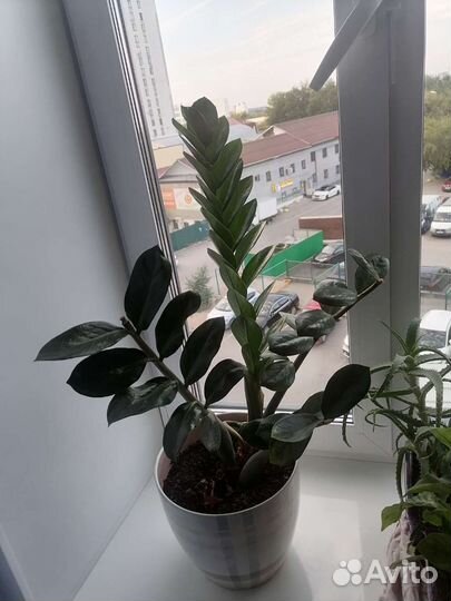 Замиокулькас