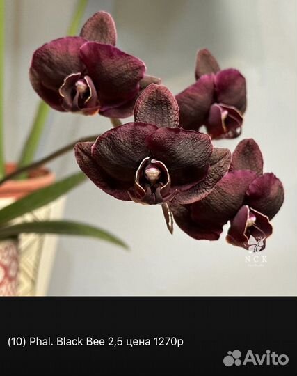 Орхидеи фаленопсис азиатские. От Мики