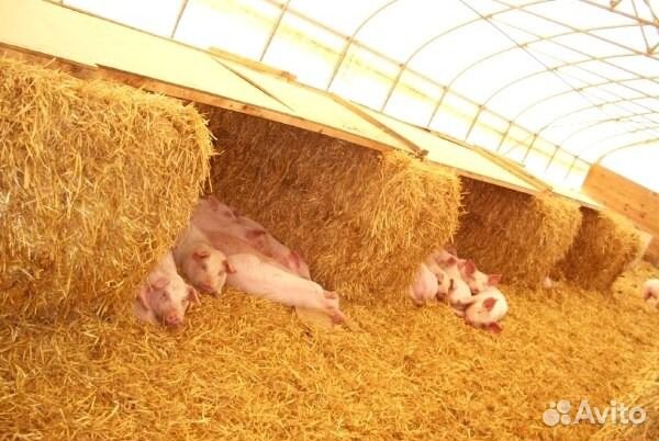 Сено,рулоны