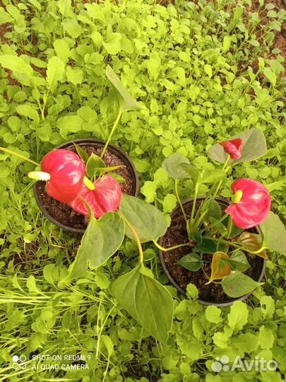 Комнатные растения цветы