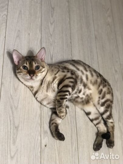 Бенгальские котята