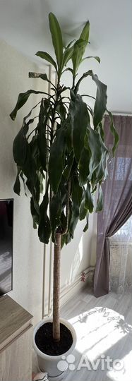 Драцена душистая