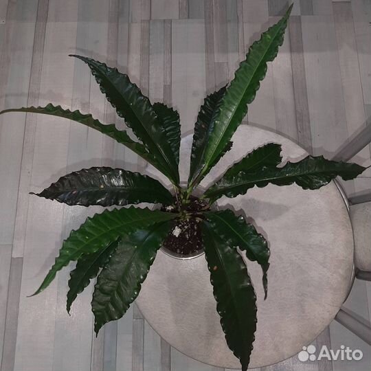 Кротон Pie Crust Total Red Black