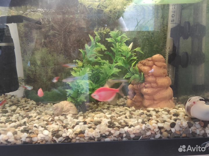 Аквариум с рыбками бу