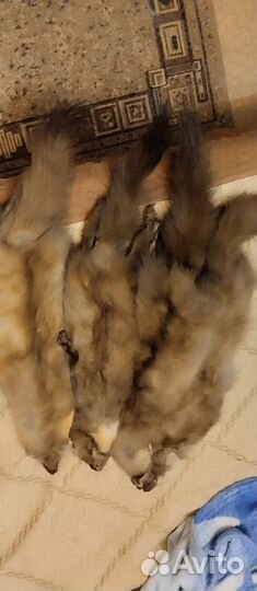 Шкурки куниц