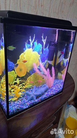 Аквариум 20л с рыбками и всем содержимым