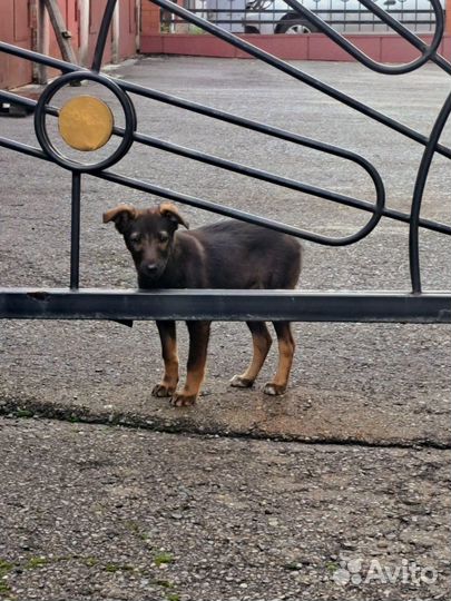 Щенки дворяне SOS