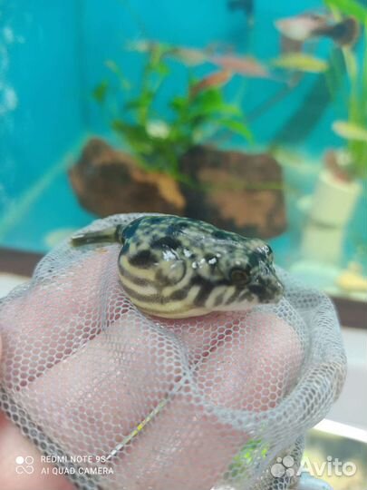 Тетрадон фахака