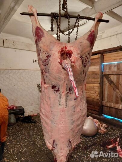 Бычки телки