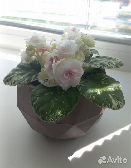 Фиалка Санта роза