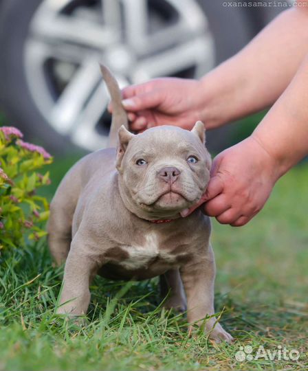 Американский булли микро экзот