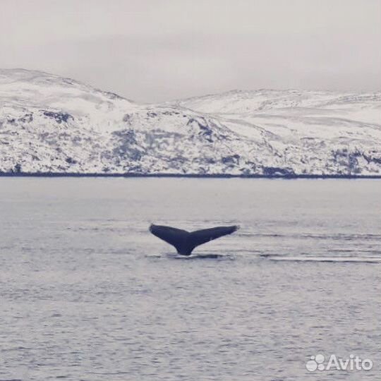 Экскурсия в Териберку